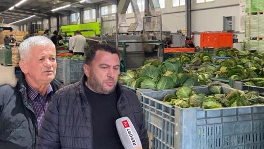 Greva e kamionistëve frenoi eksportin e perimeve të Myzeqesë! Grumbulluesit për Report TV: Tonelata me lakër dhe presh në magazina! Humbje për biznesin dhe fermerët