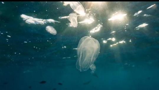 Një nga 100 gjallesat më të dëmshme në botë, Venecia ‘pushtohet’ nga kandilët kanibalë të detit