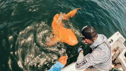 Misteret e natyrës! Peshkaqeni ‘i artë’ në Karaibe habit shkencëtarët, ekzemplari ka dy mutacione gjenetike