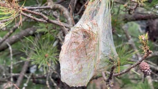 Procesionarja rrezikon sipërfaqe të tëra pyjore në veri, ekspertët: Krimbi i pishës së zezë rrezikon edhe shëndetin e njerëzve dhe bujqësinë