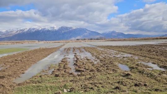 Moti me lagështi, kalbet gruri dhe elbi në fushat e Maliqit! Specialistët kërkojnë mirëmbajtjen e kanaleve kulluese