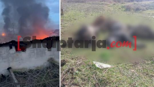 Përfshihet nga flakët stalla në Selenicë/ Digjen 22 krerë gjedhë, shkak dyshohet një shkëndijë elektrike