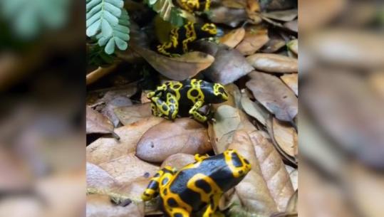 'Epipedobates tricolor', bretkosa braziliane që përmban helmin me të cilin u vra lideri i opozitës ruse