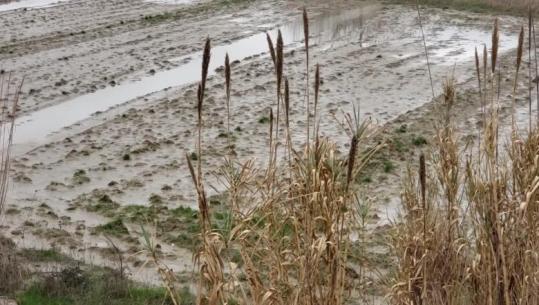 Dimal/ Pasojat e përmbytjeve në fshatin Çiflik, ende sot tokat bujqësore dhe serat me prezencë uji! Banorët: Dëme të mëdha, asnjë ndihmë nga shteti