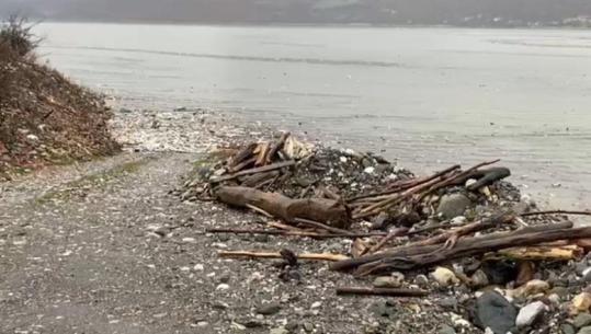 Reshjet intensive të shiut, Liqeni i Fierzës mbushet me mbeturina