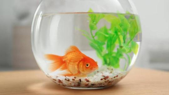 Thoma Gëllçi: Peshku në Akuarium