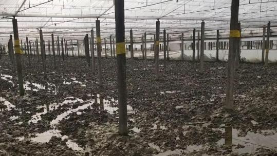 Dimal/ 300 hektarë me sera në fshatin Goriçan nën 'pushtetin' e ujit, fermerët kërkojnë dëmshpërblim: Jemi të falimentuar