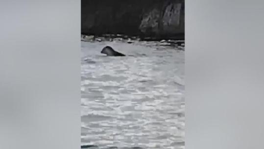 Spektakël në det, foka e rrallë shfaqet në ujërat e Sazanit
