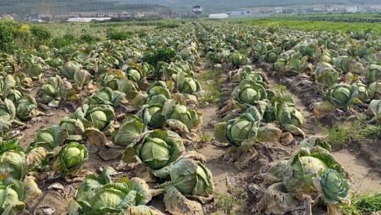 Fermerët e Divjakës nuk gjejnë treg, groposin lakrën kokë: Miliona lekë dëm, shteti 0 mbështetje, duam subvencione