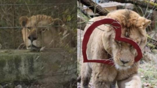 U shpëtua prej ‘burgut’ në veri të Shqipërisë, organizata ‘FourPaws’ publikon FOTOT, si duket sot luani Erion