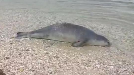 Foka e rrallë gjendet e ngordhur në Orikum, një ditë më parë ishte filmuar në Karaburun