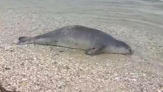 Foka e rrallë gjendet e ngordhur në Orikum, një ditë më parë ishte filmuar në Karaburun