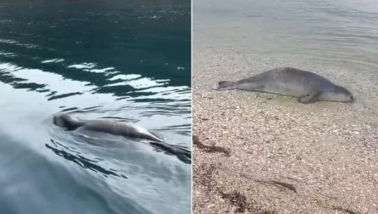 Foka e rrallë gjendet e ngordhur në Orikum, një ditë më parë ishte filmuar në Karaburun