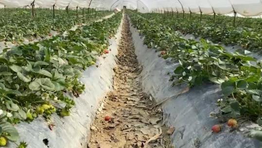 ‘Luleshtrydhet i mori lumi!’ Rënia e prodhimit me 300 ton reflektohet në treg! Çmimi rritet 100 lekë për kilogram