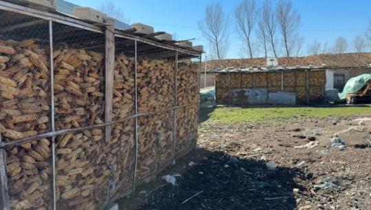  Stoku i misrit vendas/ Fermerët e Maliqit me hambarët plot, në treg shitet misër serb! Një sasi prej 104 tonësh doli me aflatoksine