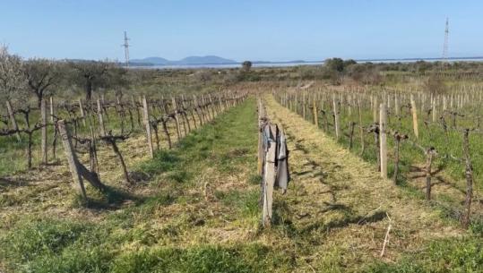 Bie sipërfaqja e vreshtave në Vlorë! Fermerët: Do t’i shkulim hardhitë, shkak pesticidet e skaduara dhe mungesa e tregut