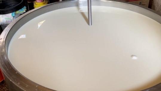 Qumështi me aflatoksinë, fabrikat ndalin grumbullimin në fermat e Fierit! Blegtori shet lopët: Po falimentoj! Resuli: Përgjegjëse është AKU-ja