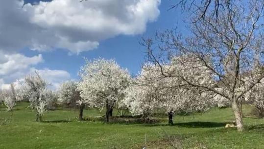 Dita e Verës ‘zgjon’ natyrën në Has, mes luleve e gjelbërimit çel jeta
