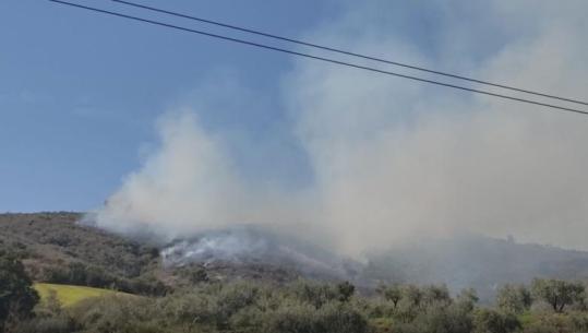 Zjarr në ullishtet e fshatit Duhanas në Berat, flakët përparojnë me shpejtësi drejt kodrës dhe zonës së gjelbëruar me pisha! (VIDEO)