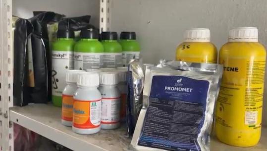 Çmimi i plehrave kimikë rritet me 1400 lek/kuintal brenda muajit, fermerët në krizë: Nuk e përballojmë! Tregtarët: ‘Faji’ i luftës