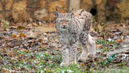 Vizitorë të rinj në Malin e Sharrit në Maqedoninë e Veriut, kamerat kapin dy rrëqebuj ballkanikë