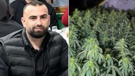 Peqin/ Gjenden 4 mijë rrënjë kanabisi në banesën e Drejtorit të Burgut të Rrogozhinës, shpallet në kërkim