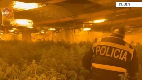 VIDEO nga magazina me kanabis e Drejtorit të Burgut të Rrogozhinës