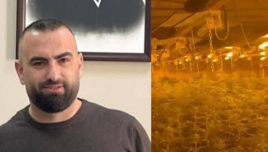 Magazina me 4 mijë rrënjë kanabis, policia liron drejtorin e Burgut të Rrogozhinës, shpallet në kërkim i vëllai 