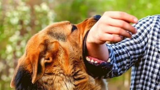 Qeni sulmoi 11-vjeçaren në Pogradec, prokuroria merr nën hetim pronarin e kafshës