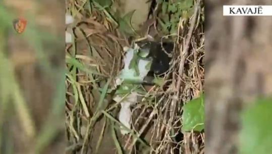 Plagosi 39-vjeçarin, përfundon shpejt arratia e 42-vjeçarit në Kavajë! Policia e arreston pas tri orësh, arma gjendet mes shkurreve