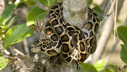 Të humbasësh peshë pa stres, molekula në gjakun e pitonëve zbulon një rrugë të re për dobësimin