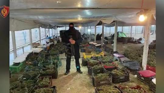 Kanabisi në serat në Berat, SPAK kërkon 133 vite burg për 17 anëtarët e grupit kriminal! U sekuestrua 870 kg drogë