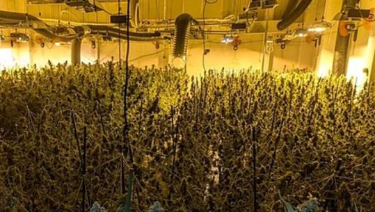 Spanjë/ Merreshin me trafik dhe kultivim të drogës, 8 shqiptar të arrestuar