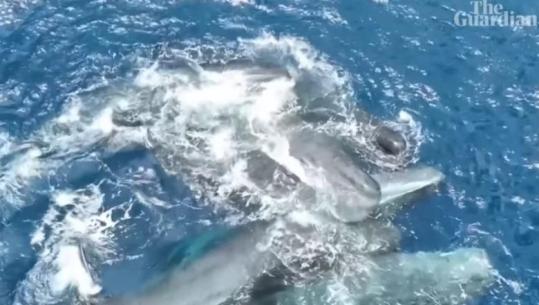 Momenti i rrallë në det/ Balena lind këlyshin, kopeja i vjen në ndihmë