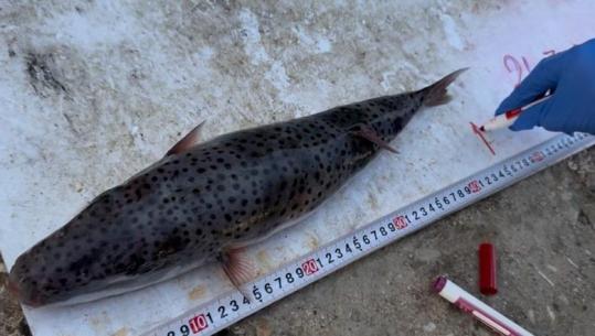 Peshku helmues mbi 1.2 kg në Gjirin e Vlorës, eksperti: Specie invazive me toksina vdekjeprurëse! Kërcënim për shëndetin e njerëzve