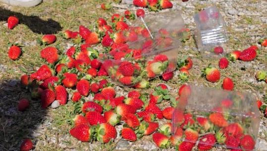 PROTESTE/ Fermerët derdhin luleshtrydhet në rrugë: Shteti të ndalë abuzimin e grumbulluesve me çmimin! Nëse kanë pesticide, të më varin! 