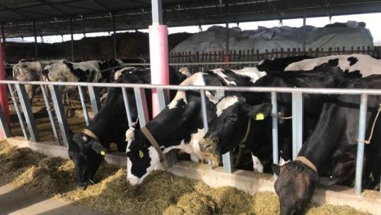 Nga ulja e numrit të lopëve te bletaria, Qeveria përcakton kriteret për përfituesit e mbështetjes nga fondi i programit për Bujqësinë