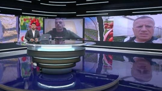 ‘Po s’vuri dorë shteti, falimentuam!’ Fermeri i luleshtrydheve për Report Tv: S’ka ardhur askush, sikur nuk ekzistojmë!
