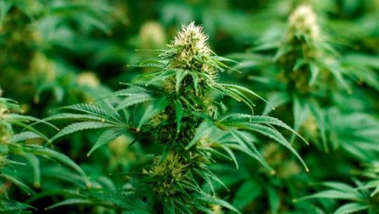 Në kërkim për kultivimin e 130 bimëve kanabis, arrestohet 63-vjeçari në Vaun e Dejës