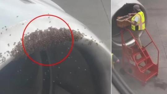 Karolina e Veriut/ Zbulohet kosherja e bletëve brenda motorit të avionit, anulohet fluturimi (VIDEO)