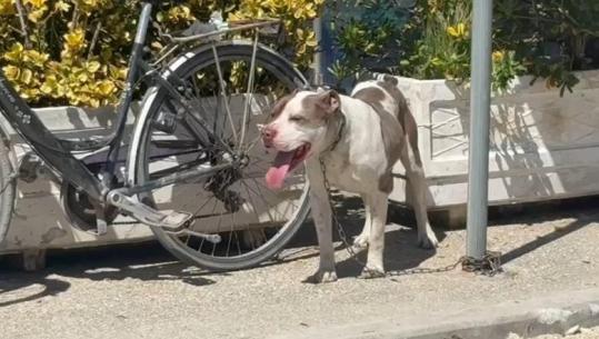 E rëndë në Vlorë, Pitbulli kafshon fëmijën 4-vjeç në rrugë! Dërgohet me urgjencë drejt spitalit