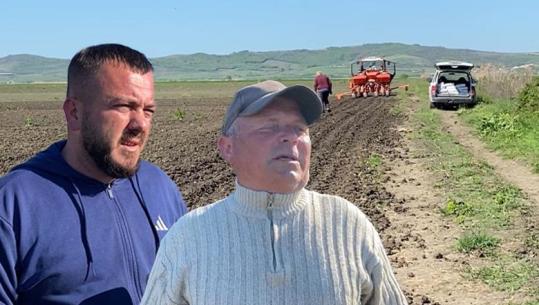 Shtrenjtohen nafta, plehrat kimikë dhe farërat, fermerët e Myzeqesë ulin sipërfaqen e mbjellë me misër e luledielli: S’na del hesapi