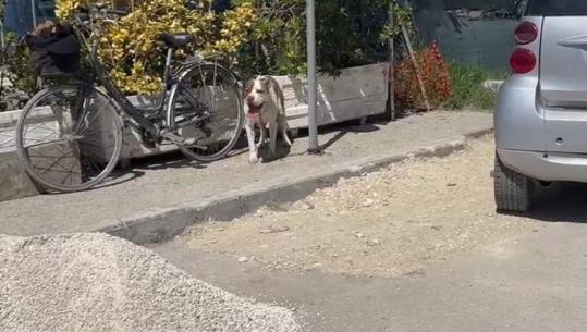 Identifikohet pronari i pitbullit që kafshoi 4-vjeçaren në Vlorë, hetim në gjendje të lirë për 87-vjeçarin: E mbaja qenin të lidhur, por këputi zinxhirin