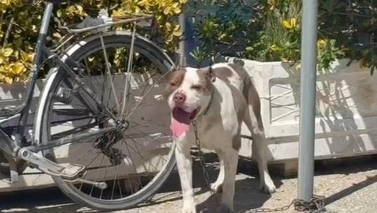 Identifikohet pronari i pitbullit që kafshoi 4-vjeçaren në Vlorë, hetim në gjendje të lirë për 87-vjeçarin: E mbaja qenin të lidhur, por këputi zinxhirin