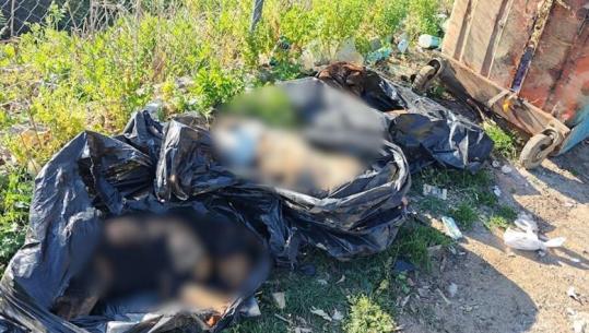 ‘Varr masiv qensh në zemër të Tiranës’, nisin hetimet! Aktivisti akuza klinikës veterinare të Bashkisë