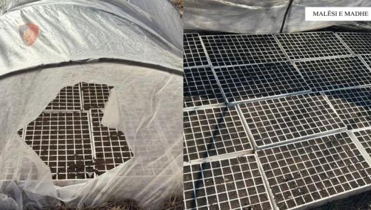 Kanabisi gati për mbjellje, zbulohet sera në Malësinë e Madhe! Policia nis hetimet për kapjen e autorëve