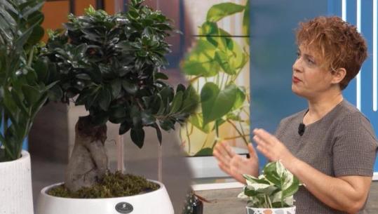 7 lule që pastrojnë ajrin dhe lagështinë në shtëpi! Sekrete dhe truke