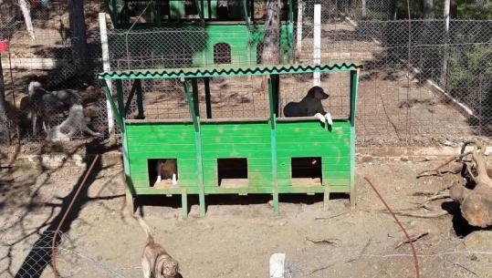 Nis ndërtimi i strehëzës së tretë për qentë endacakë në Shkodër, kapacitet për 100 kafshë dhe klinikë veterinare