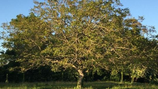 Mirënjohje për rrugaçin që nuk i preu pemët