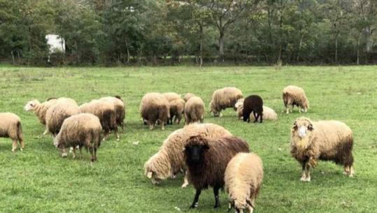 Kosova ndalon importin e deleve dhe dhive nga Shqipëria për shkak të shpërthimit të murtajës së kafshëve